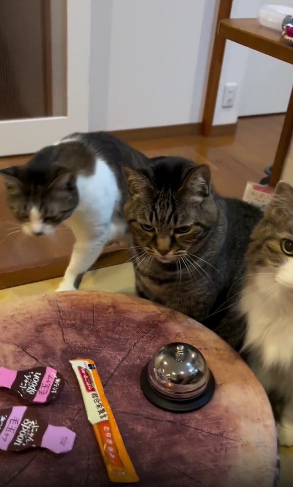 テーブルを囲む3匹の猫
