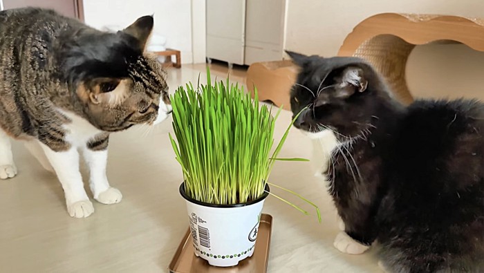 猫草に興味を持って近づく2匹の猫