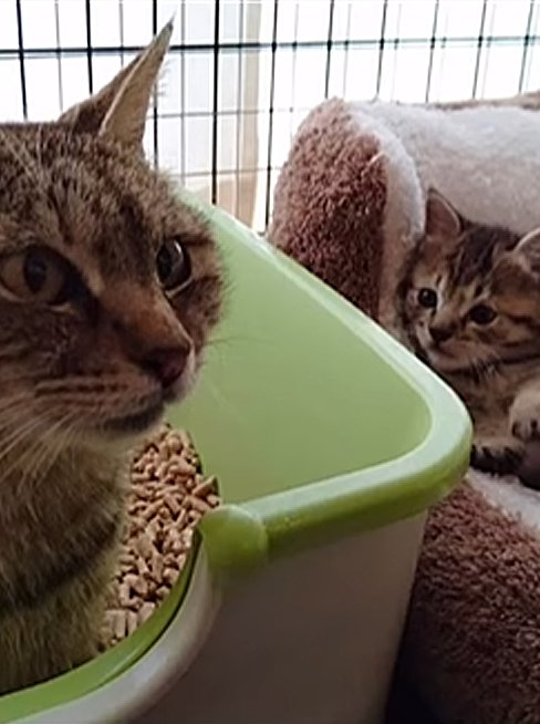 ふかふかの寝床を子猫に譲る母猫