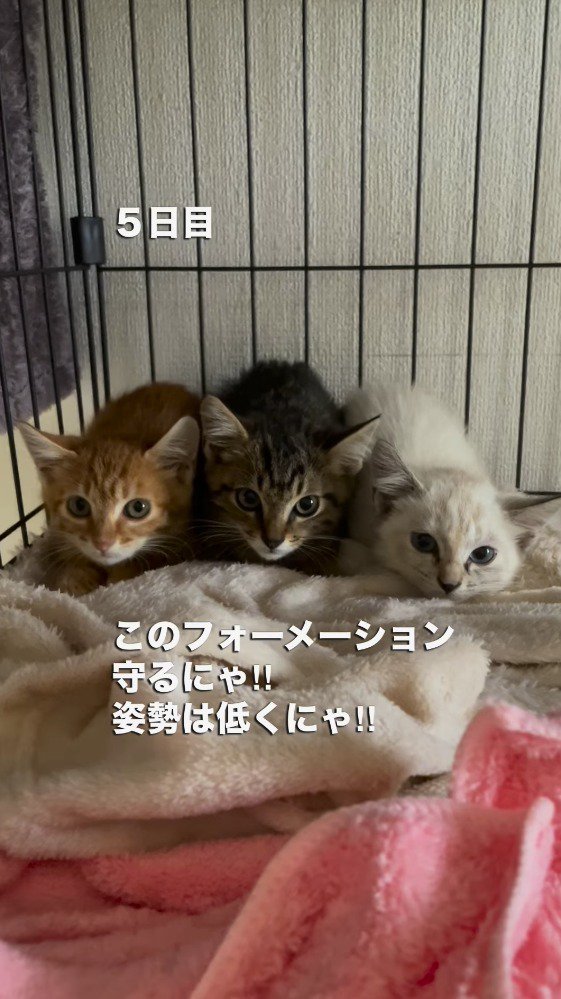 ケージの隅にうずくまる3匹の子猫