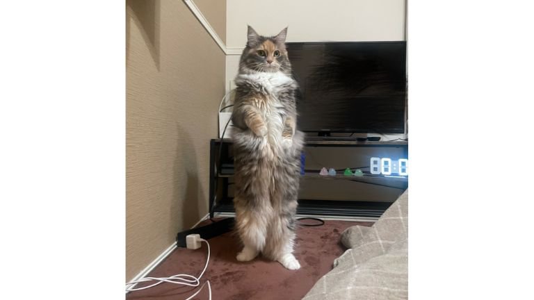 二足立ちしている猫