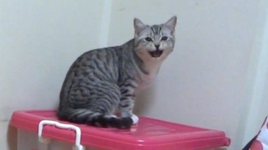 サバトラのアップ