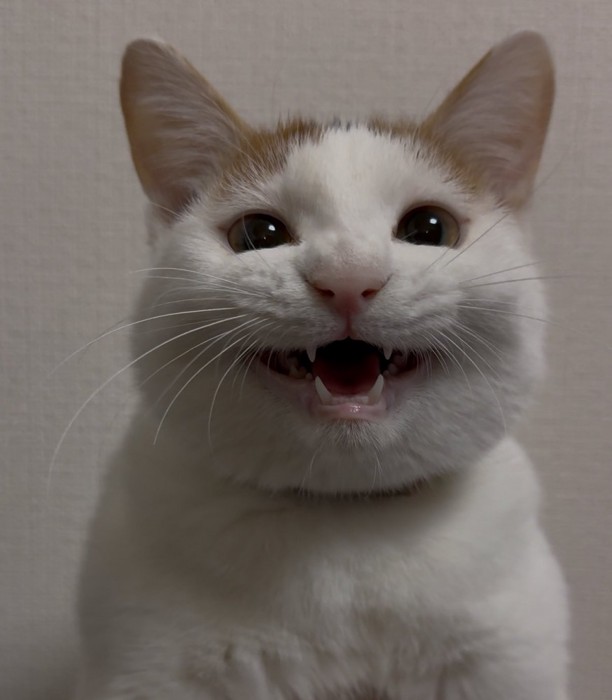 笑顔で飼い主を見つめる猫