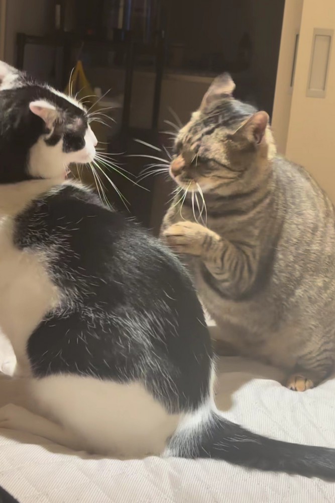 真剣な眼差しの2匹の猫