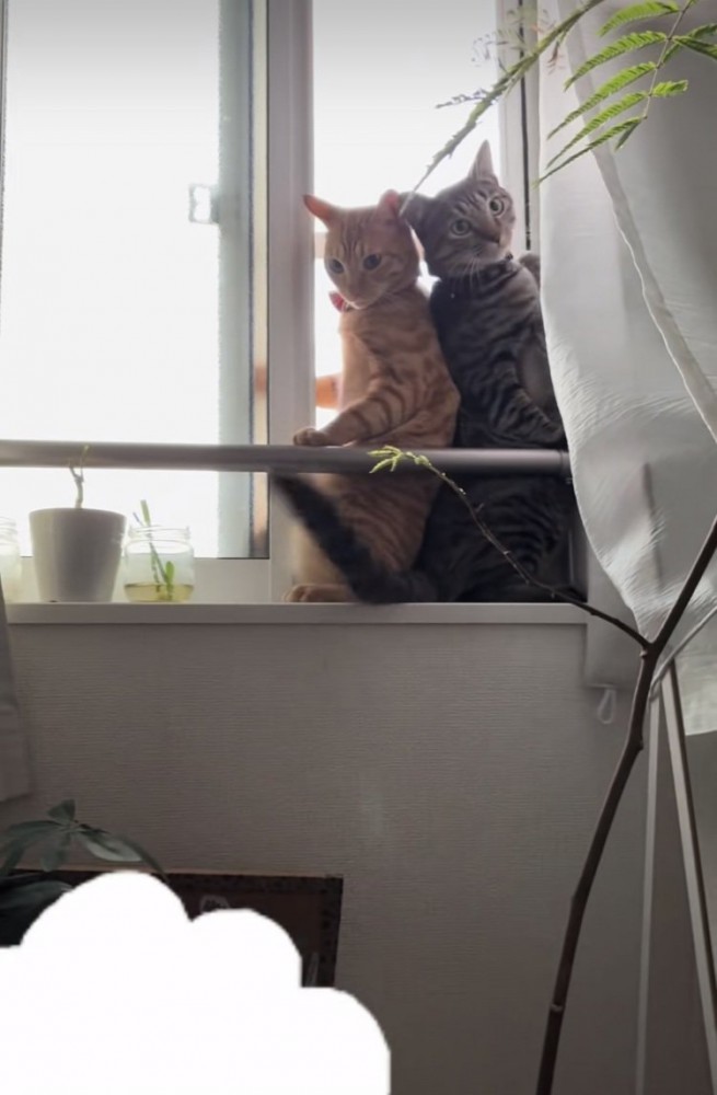 開いた窓のスペースに入るキジトラ猫と茶トラ猫