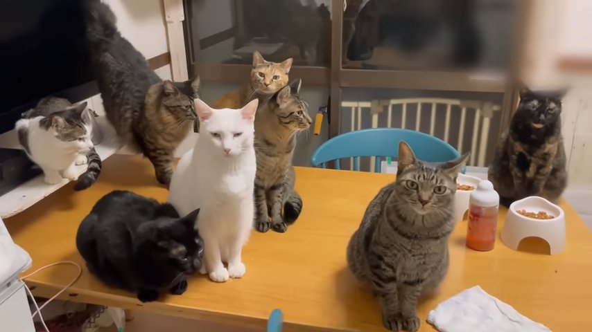 ゆきおくんを囲む猫達