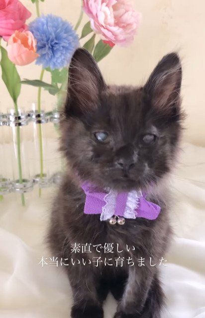 首輪をつけた子猫