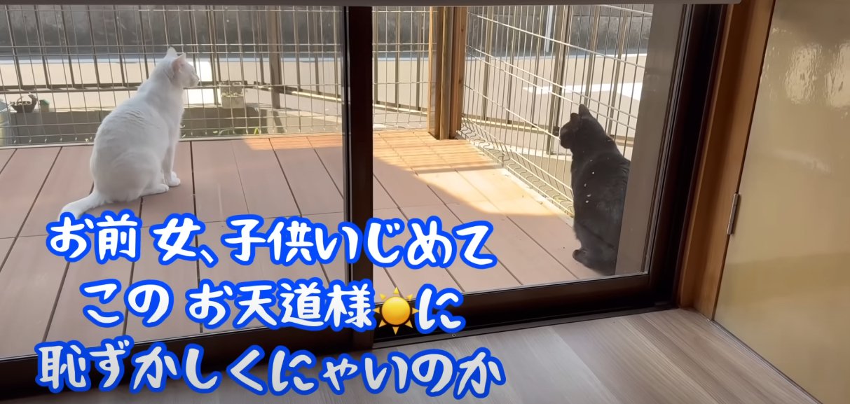 窓の外に白猫と黒猫