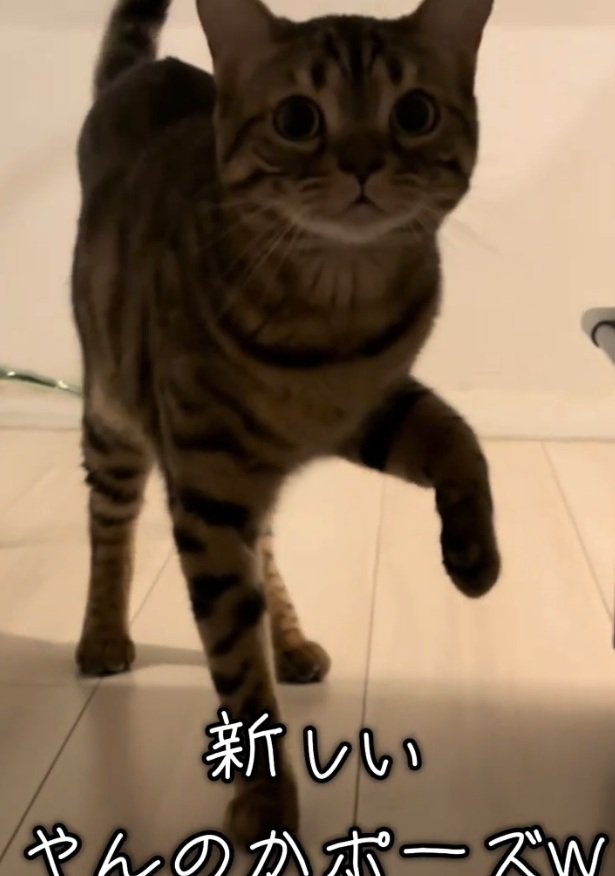 新しいポーズをするとらきちちゃん