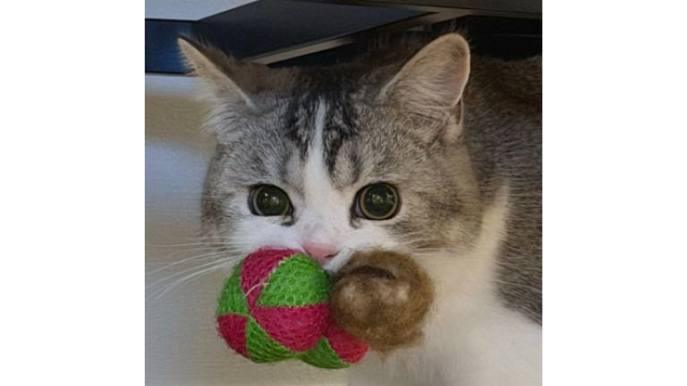 おもちゃを咥えている猫