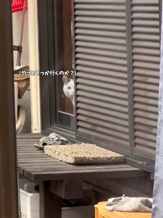 窓から外を見る猫