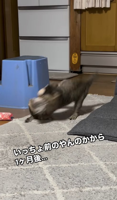 にゃんプロ中で顔がブレている2匹の猫
