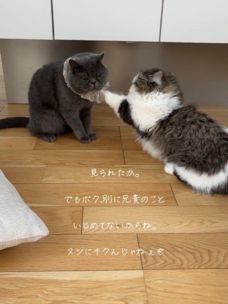 グレーの猫に前足を伸ばす猫