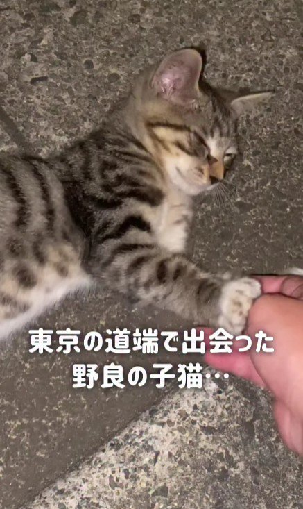 路上の猫