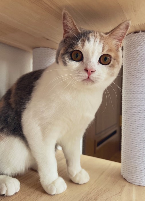 カメラ目線のるなちゃん