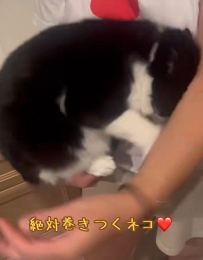 腕から離れてしまった猫