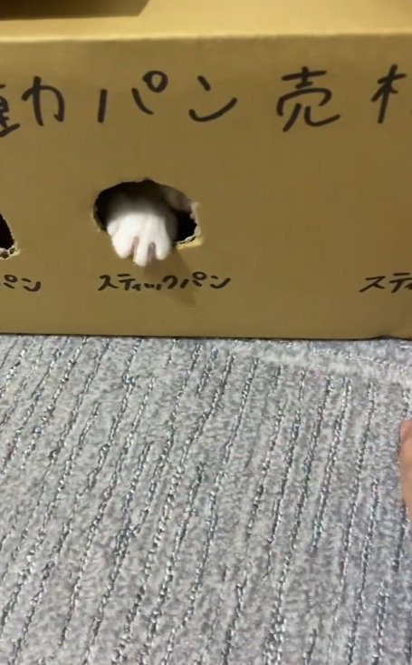 段ボールのおもちゃの穴から少しだけ手を出す猫