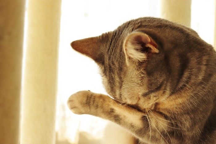痒がる猫