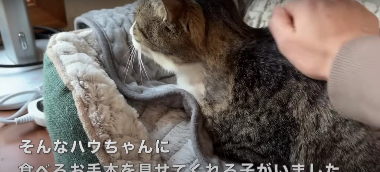 なでられている猫