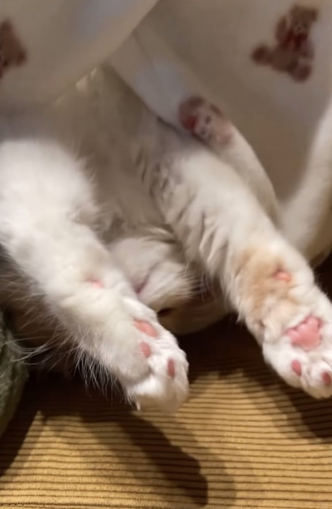 前足を伸ばす猫