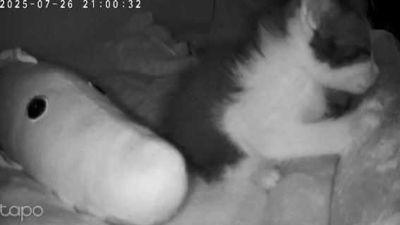 ベッドの布を前足で押す子猫