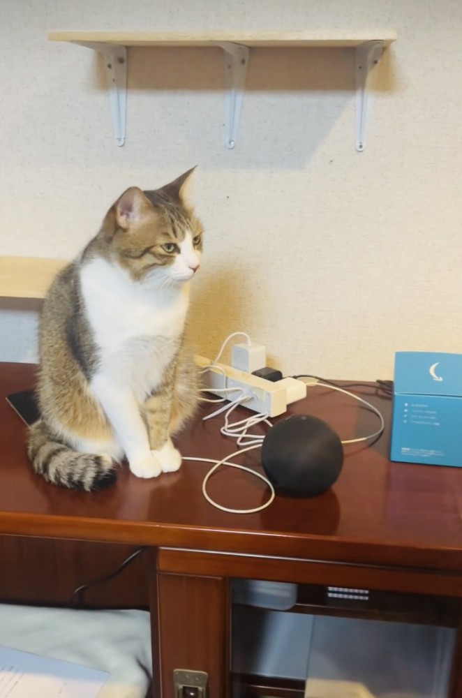 スマートスピーカーの隣に座る保護猫