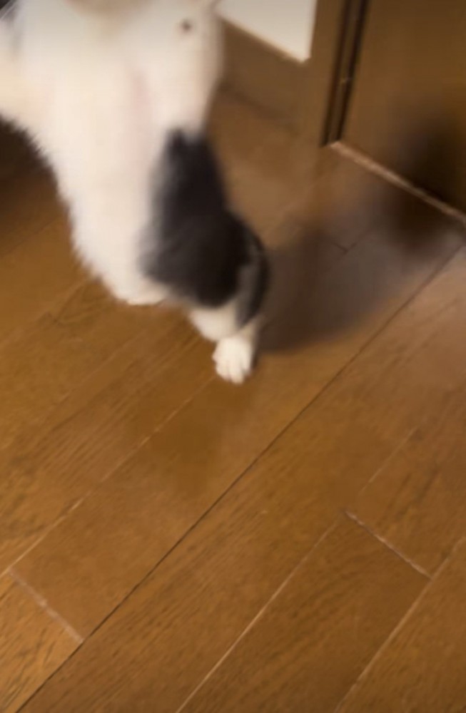 飛び跳ねる子猫
