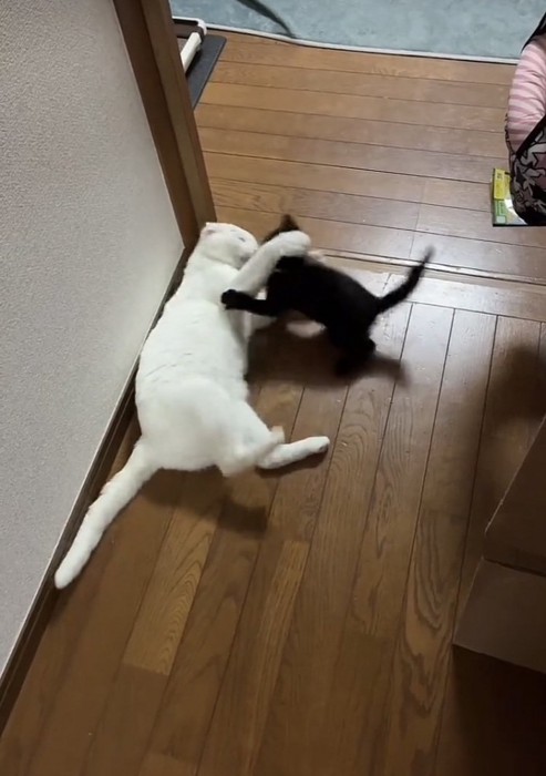 ニャンプロする白猫と黒猫