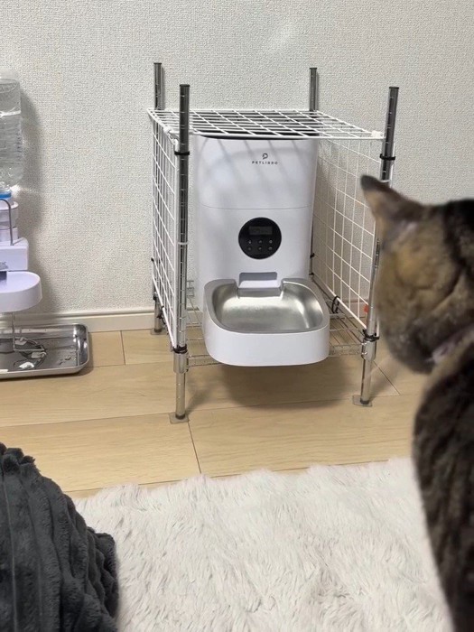 自動給餌器を見る猫の後ろ姿