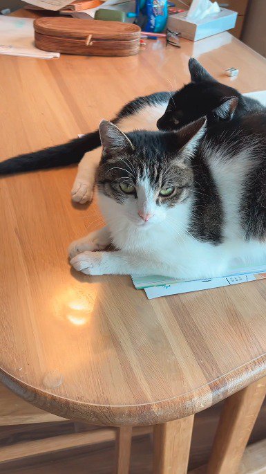 教科書の上を陣取る2頭の猫