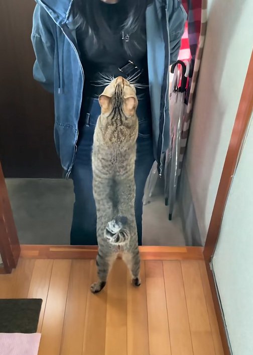 立つ猫