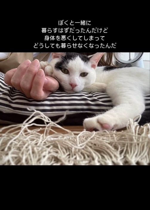 クッションの上に横たわる猫