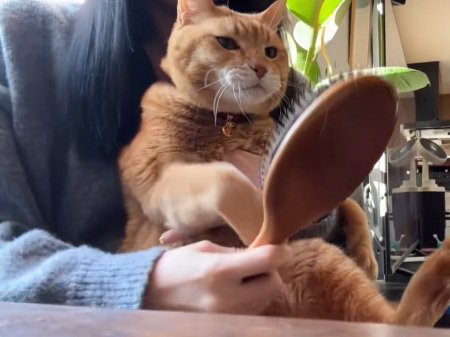 飼い主の膝の上でブラシを見ている猫