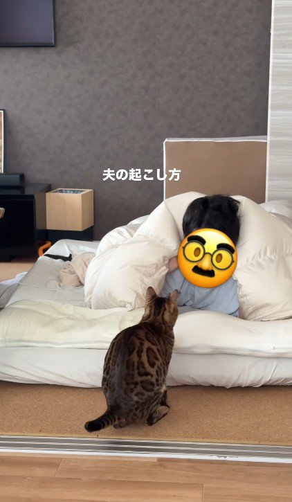 猫と布団の中の飼い主