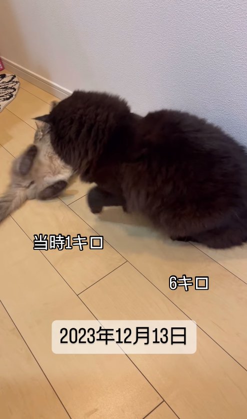 黒猫の前でひっくり返る小さな猫