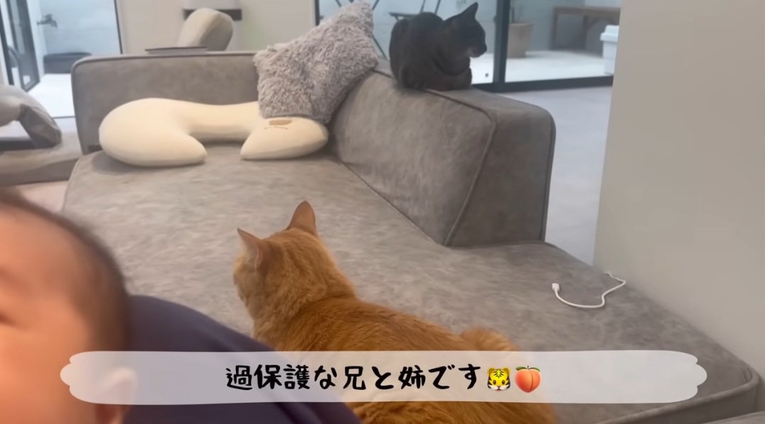 赤ちゃんのそばに座っている2匹の猫