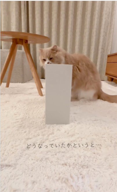 ファイルボックスの横に座っている猫