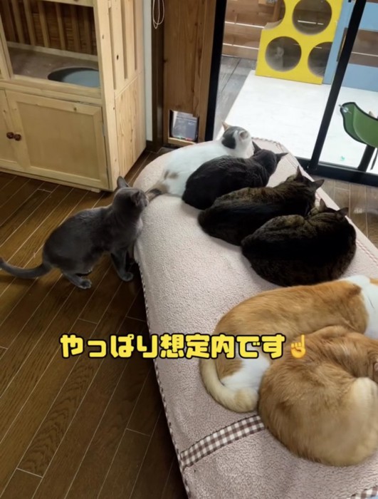 猫ちゃん達のことを見るミア