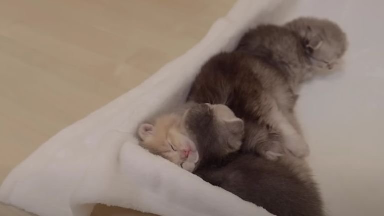 眠っている子猫たち