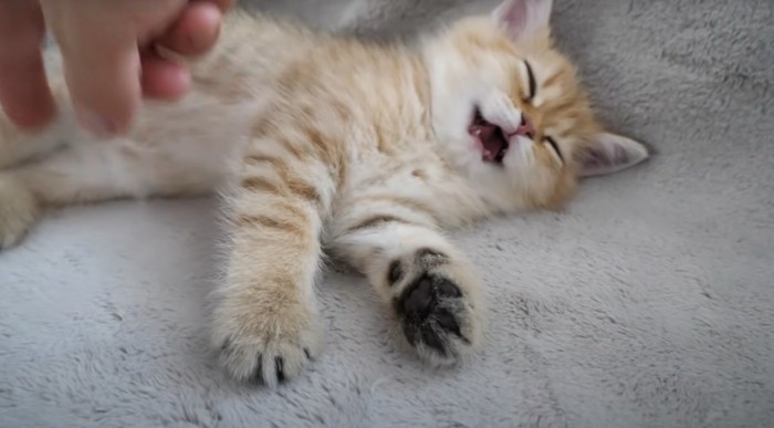 口を開ける子猫