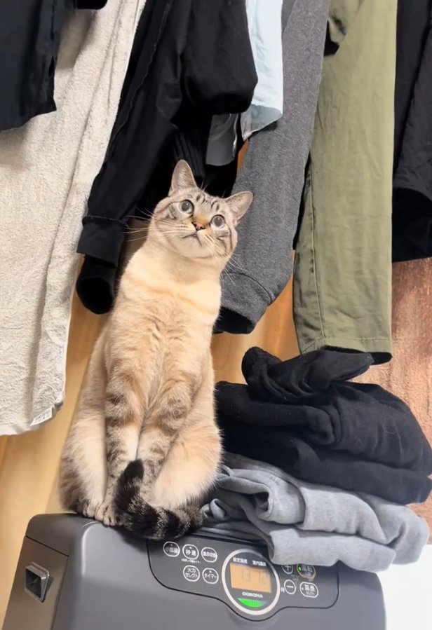 ヒーターの上に座るしらすくん