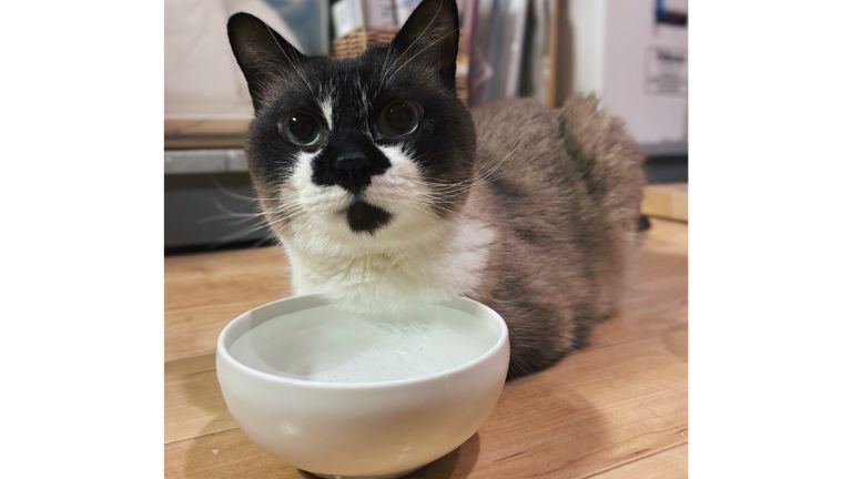 飲み水の前に座る猫