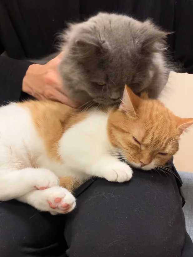 飼い主の膝の上で寝ている猫を真上から見下ろす猫