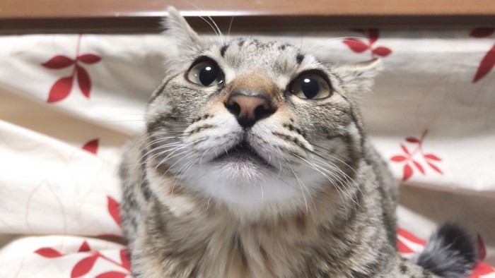 飼い主さんを見つめるメルちゃん