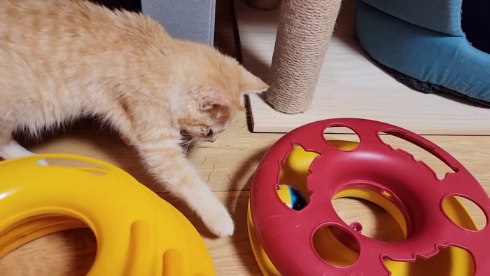 おもちゃに前足を伸ばす子猫