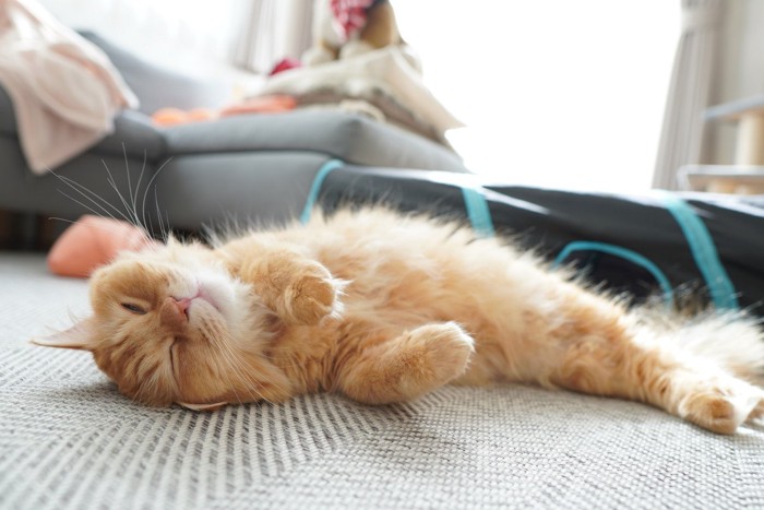 ヘソ天して日向ぼっこする猫
