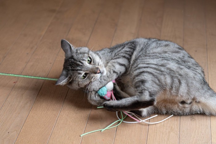 おもちゃで遊ぶ猫