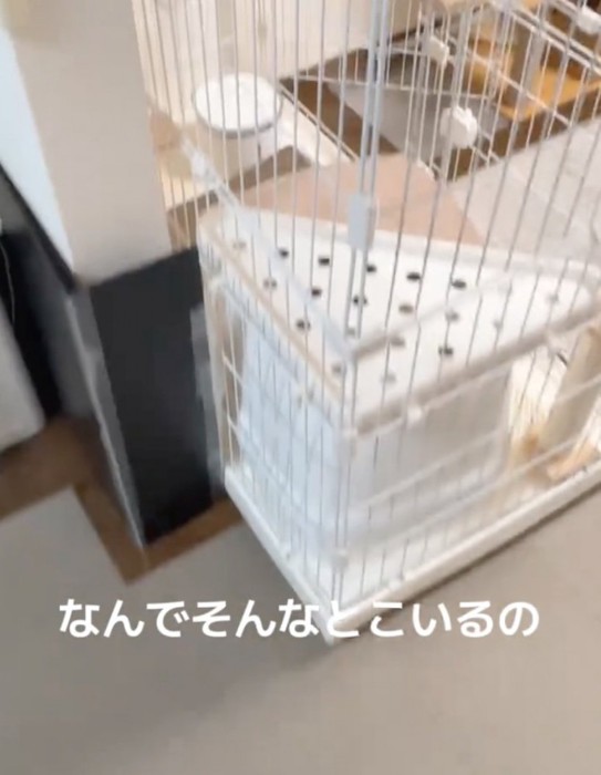 猫のケージ