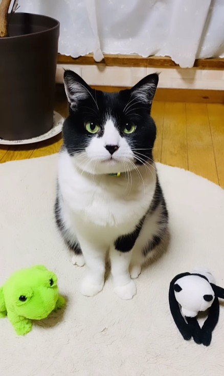 猫とぬいぐるみ