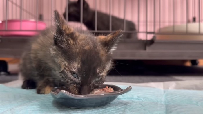 一生懸命に食べるサビちゃん